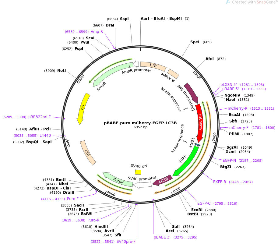 pBABE-puro mCherry-EGFP-LC3B质粒图谱